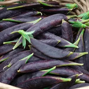 Snap Pea Seeds Sweet Tender Pods Cool Season Vegetable 100 Pcs Purple