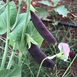 Snap Pea Seeds Sweet Tender Pods Cool Season Vegetable 100 Pcs Purple