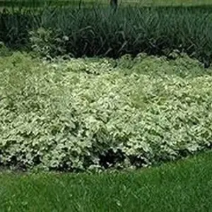 Snow on the Mountain Seeds - Euphorbia marginata - 25 Pack - Annual Flower Seeds - Easy Grow