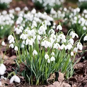 Snowdrop Seeds Galanthus Hardy Deer Rabbit Resistant Flower Seeds - 400 Pcs White GMO Free for Outdoor Beds & Borders