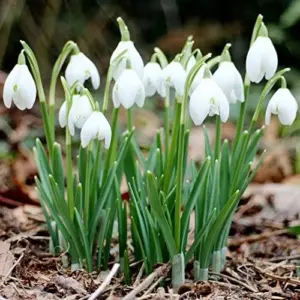 Snowdrop Seeds Galanthus Hardy Deer Rabbit Resistant Flower Seeds - 400 Pcs White GMO Free for Outdoor Beds & Borders