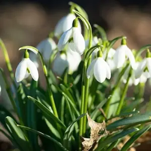 Snowdrop Seeds Galanthus Hardy Deer Rabbit Resistant Flower Seeds - 400 Pcs White GMO Free for Outdoor Beds & Borders