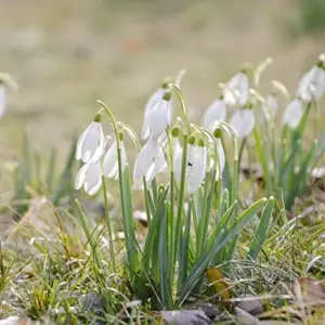 Snowdrop Seeds Galanthus Hardy Deer Rabbit Resistant Flower Seeds - 400 Pcs White GMO Free for Outdoor Beds & Borders