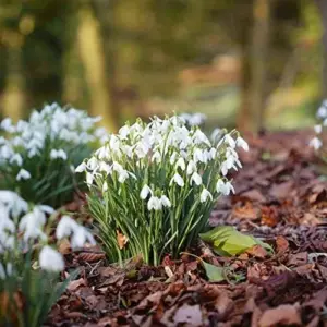 Snowdrop Seeds Galanthus Hardy Deer Rabbit Resistant Flower Seeds - 400 Pcs White GMO Free for Outdoor Beds & Borders