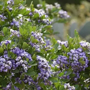 Sophora Secundiflora Tree Seeds, 50Pcs Evergreen Purple Flower Seeds, Fragrant, Drought Tolerant, for Outdoor Ornamental Windbreaks