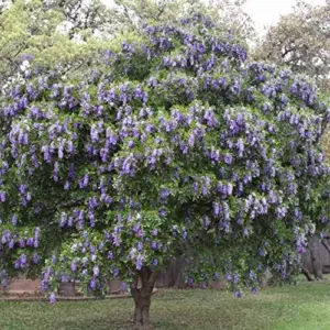 Sophora Secundiflora Tree Seeds, 50Pcs Evergreen Purple Flower Seeds, Fragrant, Drought Tolerant, for Outdoor Ornamental Windbreaks