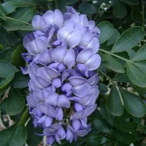 Sophora Secundiflora Tree Seeds, 50Pcs Evergreen Purple Flower Seeds, Fragrant, Drought Tolerant, for Outdoor Ornamental Windbreaks