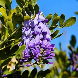 Sophora Secundiflora Tree Seeds, 50Pcs Evergreen Purple Flower Seeds, Fragrant, Drought Tolerant, for Outdoor Ornamental Windbreaks
