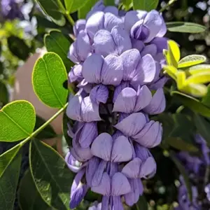 Sophora Secundiflora Tree Seeds, 50Pcs Evergreen Purple Flower Seeds, Fragrant, Drought Tolerant, for Outdoor Ornamental Windbreaks