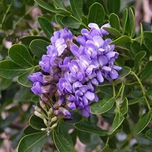 Sophora Secundiflora Tree Seeds, 50Pcs Evergreen Purple Flower Seeds, Fragrant, Drought Tolerant, for Outdoor Ornamental Windbreaks