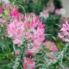 Spider Flower Seeds Cleome Hassleriana Perennial Violet 30Pcs Outdoor Fragrant Heat Tolerant