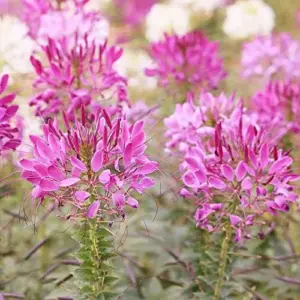 Spider Flower Seeds Cleome Hassleriana Perennial Violet 30Pcs Outdoor Fragrant Heat Tolerant