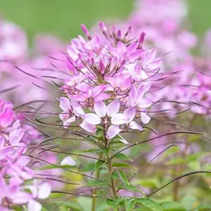 Spider Flower Seeds Cleome Hassleriana Perennial Violet 30Pcs Outdoor Fragrant Heat Tolerant