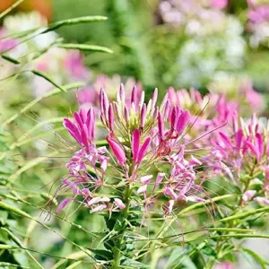 Spider Flower Seeds Cleome Hassleriana Perennial Violet 30Pcs Outdoor Fragrant Heat Tolerant