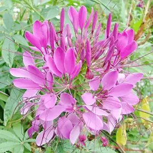 Spider Flower Seeds Cleome Hassleriana Perennial Violet 30Pcs Outdoor Fragrant Heat Tolerant