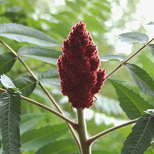 Staghorn Sumac Seeds Rhus Typhina Deciduous Tree Seeds 500Pcs Red Attracts Bees & Butterflies for Outdoor Planting