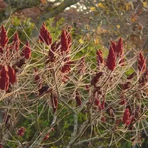 Staghorn Sumac Seeds Rhus Typhina Deciduous Tree Seeds 500Pcs Red Attracts Bees & Butterflies for Outdoor Planting