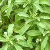 Stevia Seeds 200 Pcs Herb Seeds Non-GMO Sweetener Plant for Indoor Outdoor Gardens Green