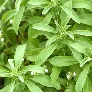 Stevia Seeds 200 Pcs Herb Seeds Non-GMO Sweetener Plant for Indoor Outdoor Gardens Green