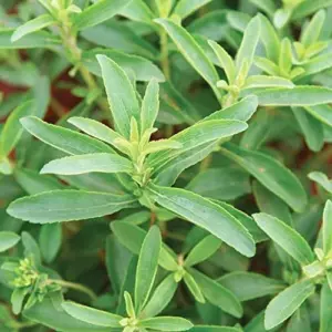 Stevia Seeds 200 Pcs Herb Seeds Non-GMO Sweetener Plant for Indoor Outdoor Gardens Green