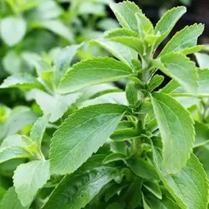 Stevia Seeds 200 Pcs Herb Seeds Non-GMO Sweetener Plant for Indoor Outdoor Gardens Green