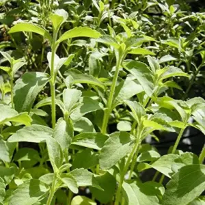 Stevia Seeds 200 Pcs Herb Seeds Non-GMO Sweetener Plant for Indoor Outdoor Gardens Green