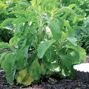 Stevia Seeds 200 Pcs Herb Seeds Non-GMO Sweetener Plant for Indoor Outdoor Gardens Green