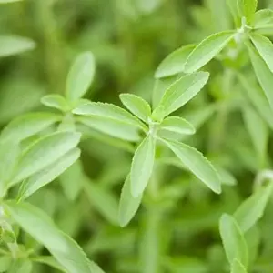 Stevia Seeds 200 Pcs Herb Seeds Non-GMO Sweetener Plant for Indoor Outdoor Gardens Green