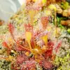 Sundew Seeds Drosera Capensis Tropical Perennial GMO Free Indoor Outdoor Carnivorous Plant Seeds 200Pcs