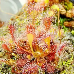Sundew Seeds Drosera Capensis Tropical Perennial GMO Free Indoor Outdoor Carnivorous Plant Seeds 200Pcs