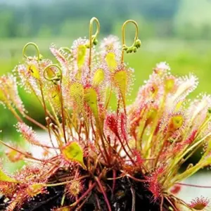 Sundew Seeds Drosera Capensis Tropical Perennial GMO Free Indoor Outdoor Carnivorous Plant Seeds 200Pcs