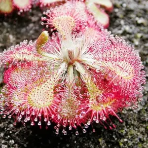 Sundew Seeds Drosera Capensis Tropical Perennial GMO Free Indoor Outdoor Carnivorous Plant Seeds 200Pcs
