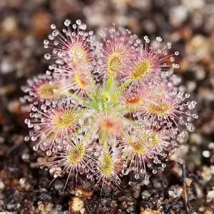 Sundew Seeds Drosera Capensis Tropical Perennial GMO Free Indoor Outdoor Carnivorous Plant Seeds 200Pcs