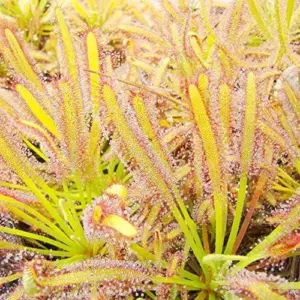 Sundew Seeds Drosera Carnivorous Plant Seeds - 30 Pcs Green Ornamental Indoor Outdoor Insect Trapping