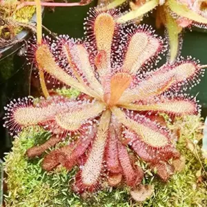 Sundew Seeds Drosera Carnivorous Plant Seeds - 30 Pcs Green Ornamental Indoor Outdoor Insect Trapping