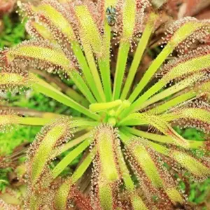 Sundew Seeds Drosera Carnivorous Plant Seeds - 30 Pcs Green Ornamental Indoor Outdoor Insect Trapping