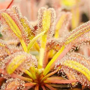 Sundew Seeds Drosera Carnivorous Plant Seeds - 30 Pcs Green Ornamental Indoor Outdoor Insect Trapping