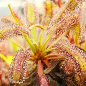 Sundew Seeds Drosera Carnivorous Plant Seeds - 30 Pcs Green Ornamental Indoor Outdoor Insect Trapping