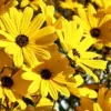 Sunflower Seeds Perennial Yellow Flower Seeds 100 Count Organic for Pollinator Gardens & Cut Flowers