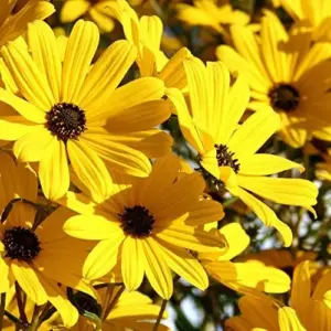 Sunflower Seeds Perennial Yellow Flower Seeds 100 Count Organic for Pollinator Gardens & Cut Flowers
