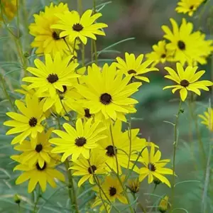 Sunflower Seeds Perennial Yellow Flower Seeds 100 Count Organic for Pollinator Gardens & Cut Flowers
