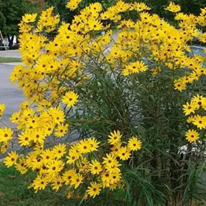Sunflower Seeds Perennial Yellow Flower Seeds 100 Count Organic for Pollinator Gardens & Cut Flowers