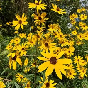 Sunflower Seeds Perennial Yellow Flower Seeds 100 Count Organic for Pollinator Gardens & Cut Flowers