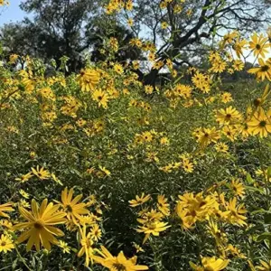 Sunflower Seeds Perennial Yellow Flower Seeds 100 Count Organic for Pollinator Gardens & Cut Flowers