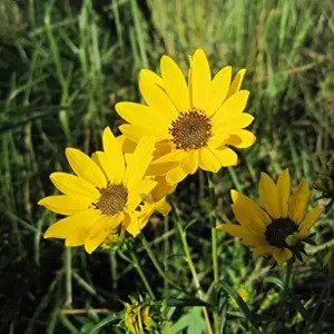 Sunflower Seeds Perennial Yellow Flower Seeds 100 Count Organic for Pollinator Gardens & Cut Flowers