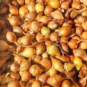 Sweet Onion Seeds 200 Pcs Yellow Non-GMO Annual Hardy for Salads & Cooking