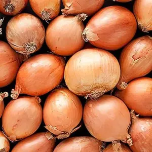 Sweet Onion Seeds 200 Pcs Yellow Non-GMO Annual Hardy for Salads & Cooking