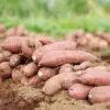 Sweet Potato Seeds Non-GMO Vegetable Seeds for Home Garden 50 Count Orange
