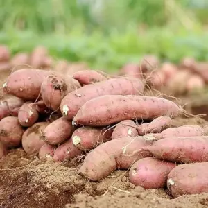Sweet Potato Seeds Non-GMO Vegetable Seeds for Home Garden 50 Count Orange