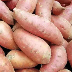 Sweet Potato Seeds Non-GMO Vegetable Seeds for Home Garden 50 Count Orange